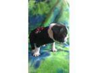 French Bulldog Puppy for sale in Cortland, IL, USA