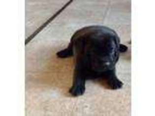 Puggle Puppy for sale in Mifflintown, PA, USA