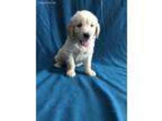 Golden Retriever Puppy for sale in Wichita Falls, TX, USA