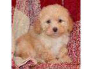 Mutt Puppy for sale in Anderson, MO, USA