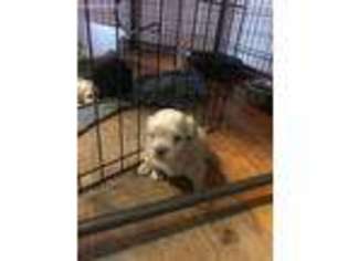 Shih-Poo Puppy for sale in Vandergrift, PA, USA