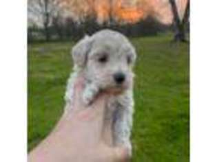Mutt Puppy for sale in Heavener, OK, USA