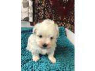 Maltese Puppy for sale in Terrebonne, OR, USA