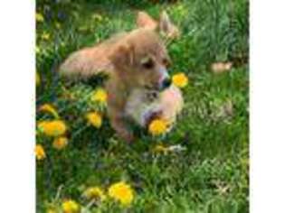 Pembroke Welsh Corgi Puppy for sale in Twin Falls, ID, USA