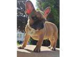 French Bulldog Puppy for sale in Hamtramck, MI, USA