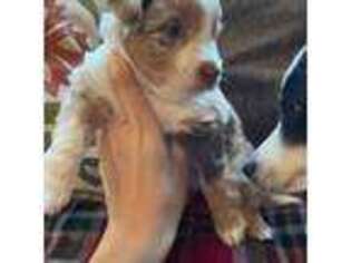 Miniature Australian Shepherd Puppy for sale in Manhattan, KS, USA