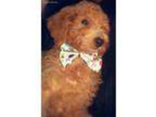 Goldendoodle Puppy for sale in West Hollywood, CA, USA