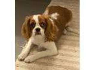 Cavalier King Charles Spaniel Puppy for sale in Berkeley, CA, USA