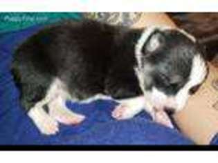 Pembroke Welsh Corgi Puppy for sale in Mooreland, IN, USA