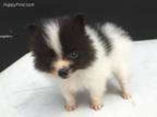 Pomeranian Puppy for sale in Magnolia, TX, USA