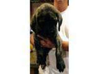 Mastiff Puppy for sale in Grand Rapids, MI, USA