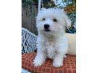 Maltese Puppy for sale in South Orange, NJ, USA
