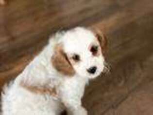 Cavapoo Puppy for sale in Britton, SD, USA