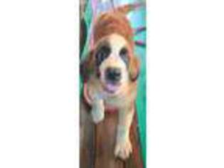 Saint Bernard Puppy for sale in Gatesville, NC, USA