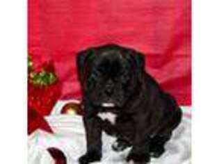 Olde English Bulldogge Puppy for sale in Amanda, OH, USA