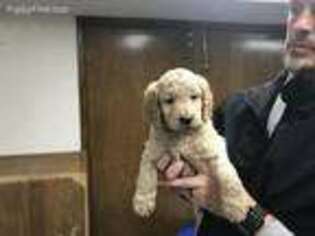 Goldendoodle Puppy for sale in Broken Arrow, OK, USA