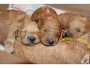 Goldendoodle Puppy for sale in JEANNETTE, PA, USA