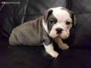 Bulldog Puppy for sale in Layton, UT, USA