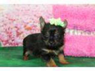 Yorkshire Terrier Puppy for sale in Pickton, TX, USA