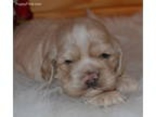 Cocker Spaniel Puppy for sale in Puxico, MO, USA