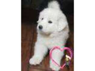 Great Pyrenees Puppy for sale in Red Bluff, CA, USA