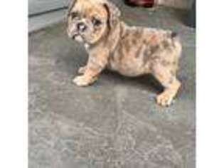 Bulldog Puppy for sale in Green Bay, WI, USA