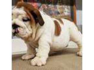 Bulldog Puppy for sale in Preston, CT, USA