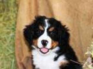 Bernese Mountain Dog Puppy for sale in PORTLAND, OR, USA