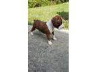 Boxer Puppy for sale in Canton, GA, USA