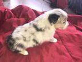 Australian Shepherd Puppy for sale in Hartington, NE, USA