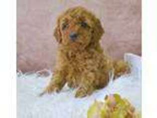 Goldendoodle Puppy for sale in Othello, WA, USA