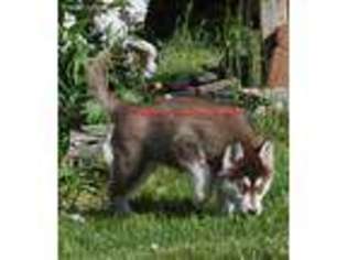 Siberian Husky Puppy for sale in De Graff, OH, USA