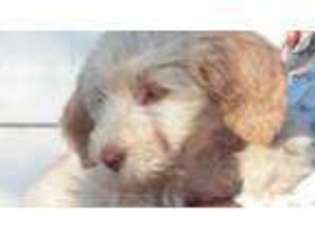 Goldendoodle Puppy for sale in CALLAWAY, MD, USA
