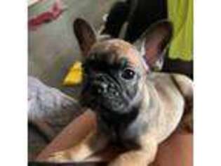 French Bulldog Puppy for sale in Kahului, HI, USA
