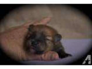 Pomeranian Puppy for sale in WOODS CROSS, UT, USA