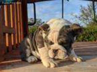 Bulldog Puppy for sale in Lodi, CA, USA