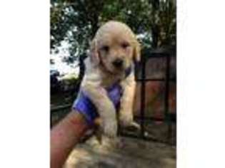 Goldendoodle Puppy for sale in Prospect, VA, USA