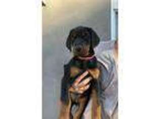 Doberman Pinscher Puppy for sale in Arroyo Grande, CA, USA