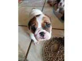 Bulldog Puppy for sale in Monmouth, OR, USA