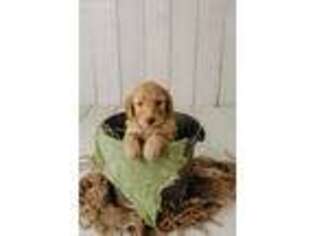 Goldendoodle Puppy for sale in Austin, MN, USA