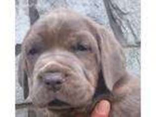Cane Corso Puppy for sale in Roaring River, NC, USA