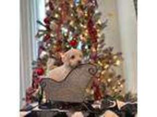Goldendoodle Puppy for sale in Fort Belvoir, VA, USA