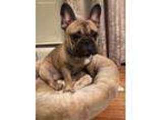 French Bulldog Puppy for sale in Woodbury, CT, USA