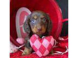 Dachshund Puppy for sale in Pflugerville, TX, USA