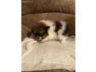 Pomeranian Puppy for sale in Waller, TX, USA