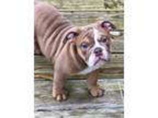 Bulldog Puppy for sale in Mineola, TX, USA