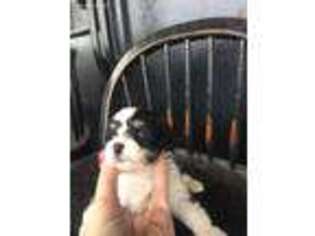 Mutt Puppy for sale in Round Mountain, TX, USA