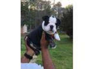 Bulldog Puppy for sale in Decatur, GA, USA