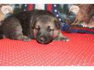 German Shepherd Dog Puppy for sale in Mansfield, MO, USA