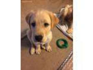 Labrador Retriever Puppy for sale in Sparta, WI, USA